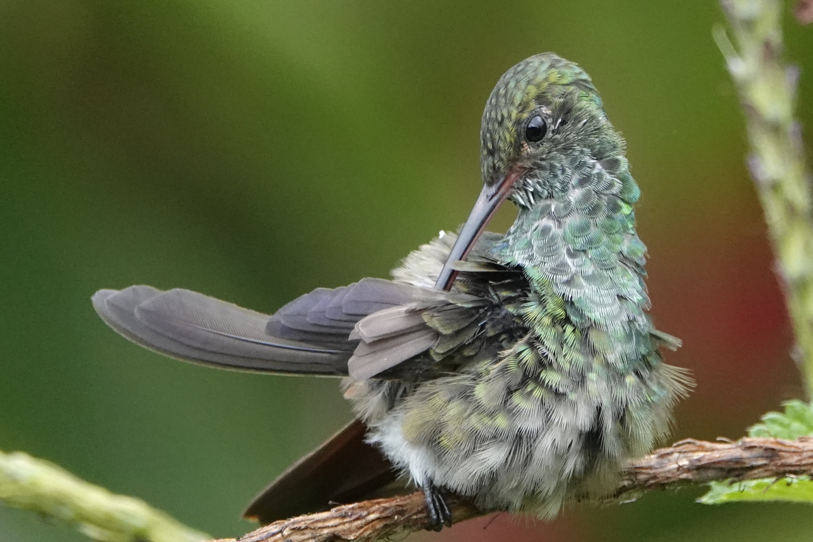 Colibri ébouriffé sur une branche